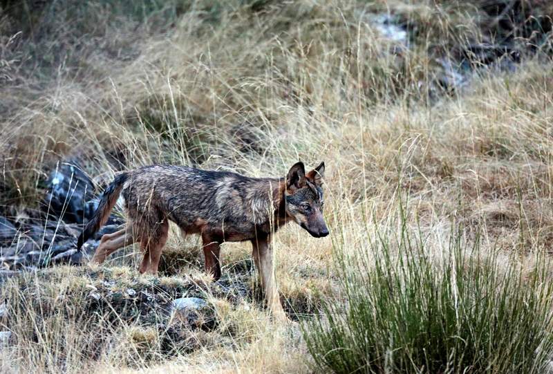 La Junta de CyL ordena suspender la caza del lobo al norte del Duero